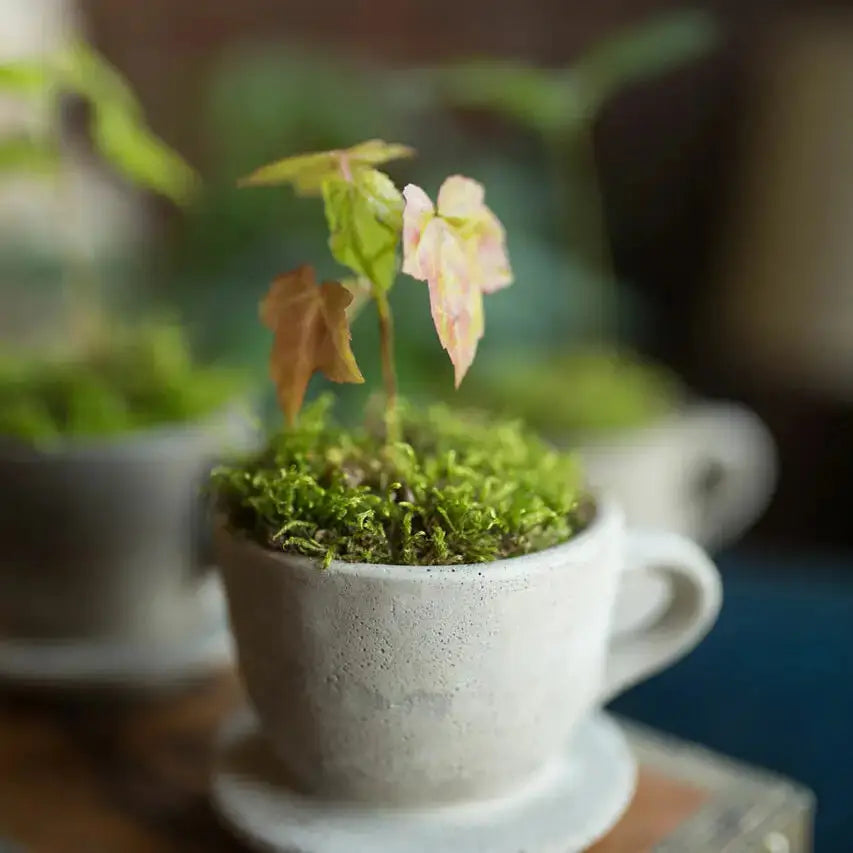 Concrete Tea Cup Planter with Attached Saucer – Cottagecore Succulent Pot
