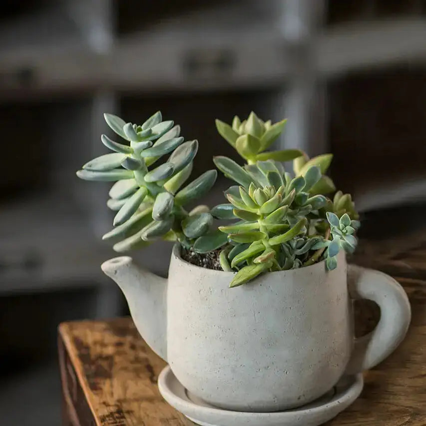 Concrete Teapot Planter with Saucer – Cement Succulent & Herb Pot